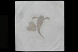 Eurypterus (Sea Scorpion) Fossil - New York #70643-1